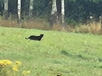 Puma w Wojanowie. Mieszkańcy, zachowajcie ostrożność!