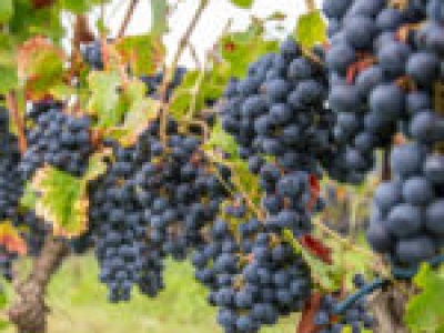 Winobranie 2025 Zielona Góra. Wracają Winobusy! Sprawdź rozkład i ceny biletów