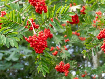 Jarząb na wzmocnienie – przepisy zielarskie z jarzębiny