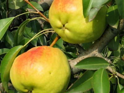 Prezentacja nowej odmiany gruszki odpornej na bakterie