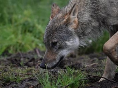 Osłabianie ochrony wilka w Polsce już trwa. GDOŚ pochopnie wydaje decyzje o odstrzale