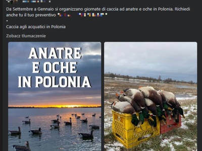 Kontrowersyjne polowania na Miedwiu. Masowo ginęły również gatunki chronione