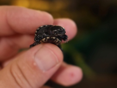 Spektakularny sukces polskich naukowców. Na świat przyszły trzy żółwie karłowate