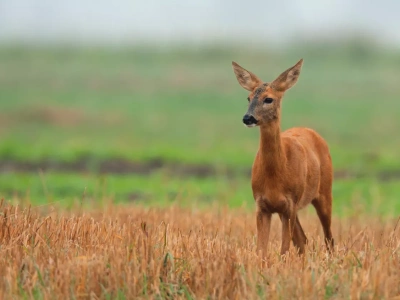 Szkody łowieckie: czy odszkodowanie w kwocie netto?