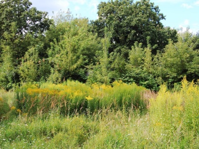 Inwazja, która okazała się lekarstwem. Ta roślina opanowała Polskę