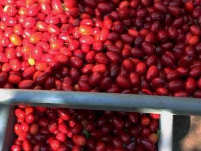 Zakazany przez komunistów, dziś wraca w wielkim stylu. Naturalny lek na serce i cukrzycę