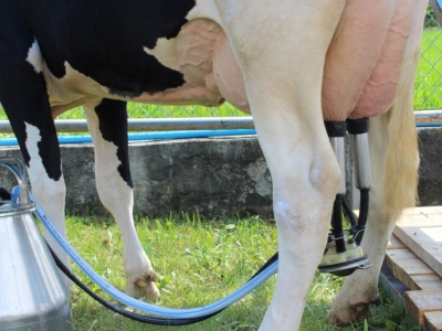 Ceny mleka w Polsce wciąż w trendzie spadkowym, ale rolników czekają nowe ciosy. Oto największe zagrożenia