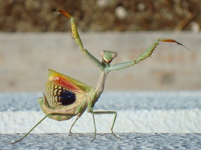 Ich żarłoczność jest legendarna. Te owady atakują nawet ptaki i węże