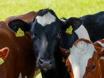 Selekcja jałówek do remontu stada: na co zwrócić uwagę?