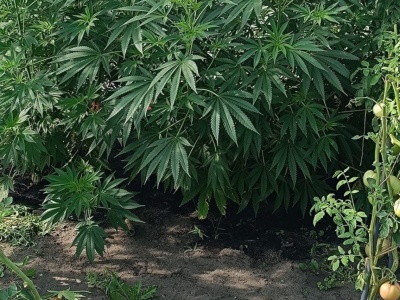 Tutaj rosły nie tylko pomidory