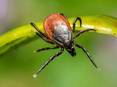 Kleszcz afrykański atakuje w Polsce. Jest niewielki, ale groźny