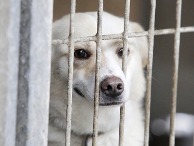 Zwierzęta ze schroniska czekają na nowy dom