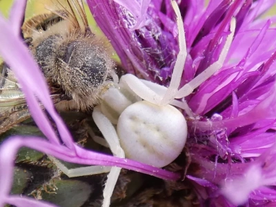 Wielkanoc w sierpniu