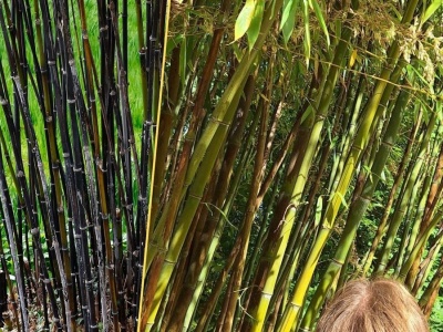 Botaniczna sensacja pod Brukselą. Zakwita raz na 120 lat