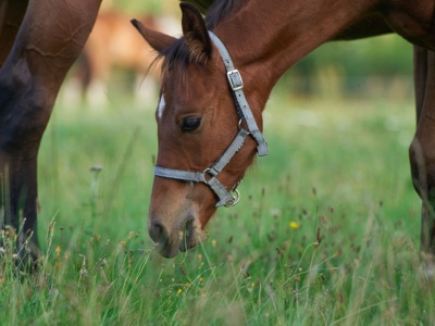 Konie skrywały ważny sekret. Teraz w końcu go odkryliśmy