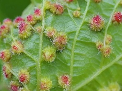 Zakaz importu owoców na Kanary z powodu filoksery