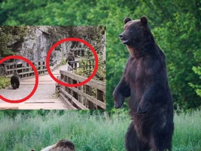 Niedźwiedź gonił turystę w Dolinie Kościeliskiej. Zobacz dramatyczne nagranie