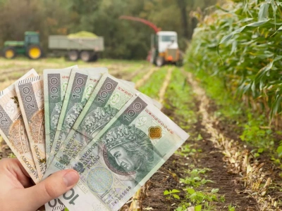 Kukurydza kiszonkowa na pniu 2025: jaka cena za hektar?