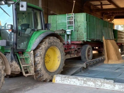 Pszenica paszowa droższa o 30 zł. Jakie są ceny zbóż i rzepaku? [SONDA]