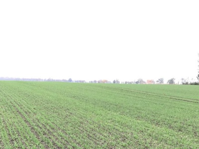Cynk w zbożach – ciecze jonowe