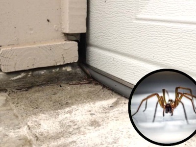 Pająki lawinowo wchodzą do domów. Rozsyp odrobinę, a zwieją w podskokach