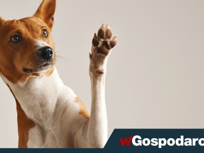 500 zł kary dla właścicieli psów. Kiedy ją zapłacisz?