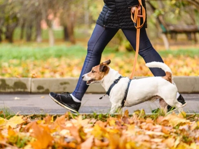 To powinien wiedzieć każdy opiekun psa. Ekspertka ma ważną radę