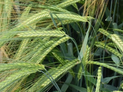 Jęczmień ozimy 2025: odmiany, terminy siewu, nawożenie