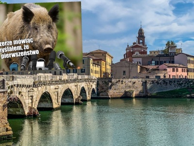 Włochy: sąd uznał, że region odpowiada za dzika, który wbiegł na drogę spowodował wypadek