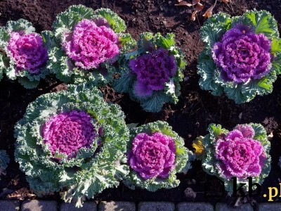 Ta roślina wytrzymuje mrozy i zachwyca. Posadź ją w ogrodzie zamiast wrzosów