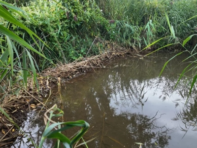 Bobry znowu budują tamy na rzece Kozi Bród