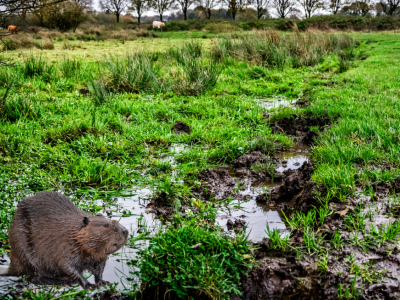 Pakiet bobrowy w dopłatach? Rolnik krytykuje pomysł posła, resort odpowiada