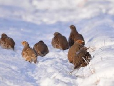 Zauważono je w Czarnobylu. Niezwykłe odkrycie naukowców