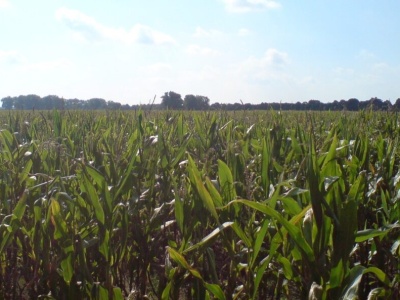 Plonów będzie mniej. Także Polska ma się czego obawiać
