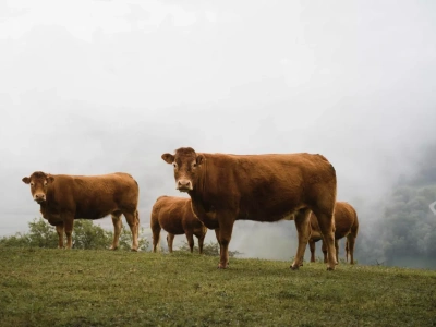 Choroba niebieskiego języka w Polsce. Czy strefy BTV znikną?