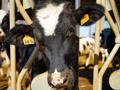 Kolejne obowiązki i utrudniony handel wołowiną. Rolnicy apelują w związku z EUDR