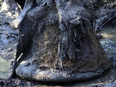 Na co chorowały mamuty? Niezwykłe wyniki badań nad mikroorganizmami z przeszłości