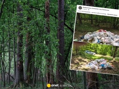 Nadleśnictwo publikuje zdjęcie z lasu.  