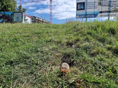 Po chomikach do celu. Inwestor planuje wysiedlenie zagrożonego gatunku z Czechowa