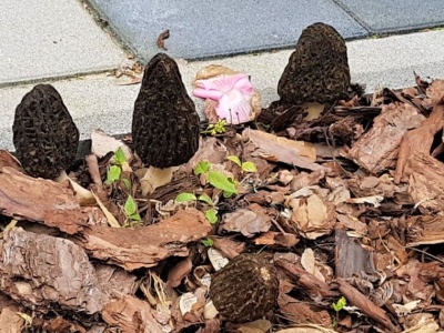 Gdzie szukać smardzy?