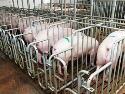 Holandia: Rządowy program ograniczenia produkcji zwierzęcej nabiera rozpędu