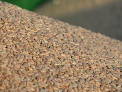 Pszenica paszowa po tylko 620 zł. Duża konkurencja eksportowa