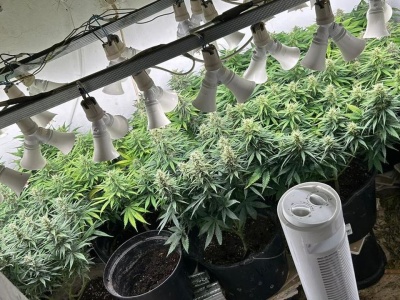Hodowca-recydywista posiadał plantację konopi indyjskich. Został zatrzymany