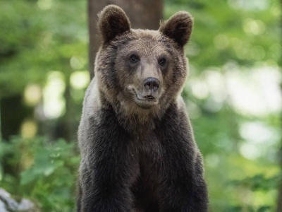 Niedźwiedź zaatakował mężczyznę. Słowackie służby ostrzegają turystów