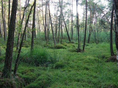 Są plany na powiększenie rezerwatu Białe Ługi