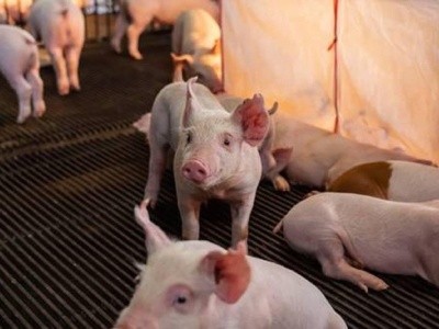 Od początku lipca bez zmian. Ceny warchlaków w Danii jak zamurowane