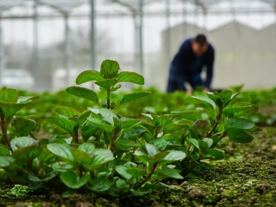 Jakie obowiązki KRUS dla rolników prowadzących dział specjalny produkcji rolnej?