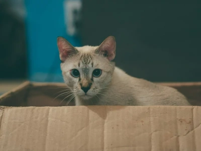 Dlaczego kot wchodzi do kartonowego pudełka? Ekspertka wskazuje banalny powód