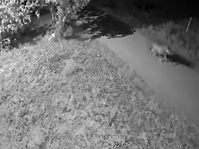 Wilki podchodzą pod domy. Jednego złapało oko kamery [WIDEO]