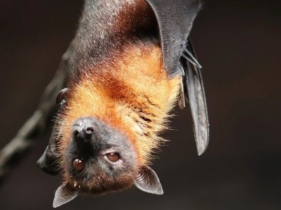 Nietoperze w łódzkich parkach – ruszają wrześniowe spacery